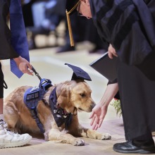 A support golden retriever wearing a graduation cap is laying in front of President Feasel who is attempting to congratulate the dog.