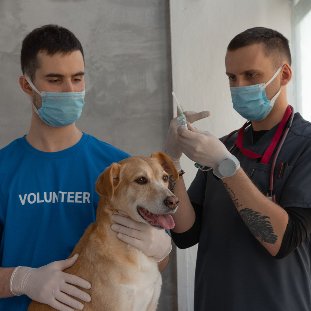 Vets preparing vaccinations for a dog
