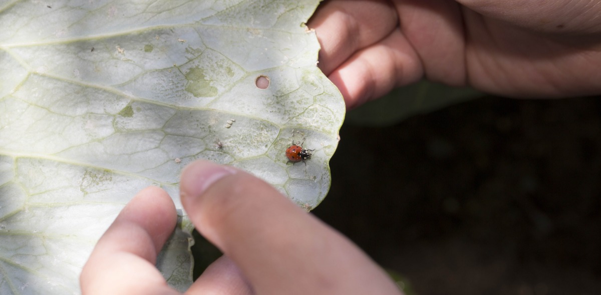 Image of a student holding a leaf with a ladybug.