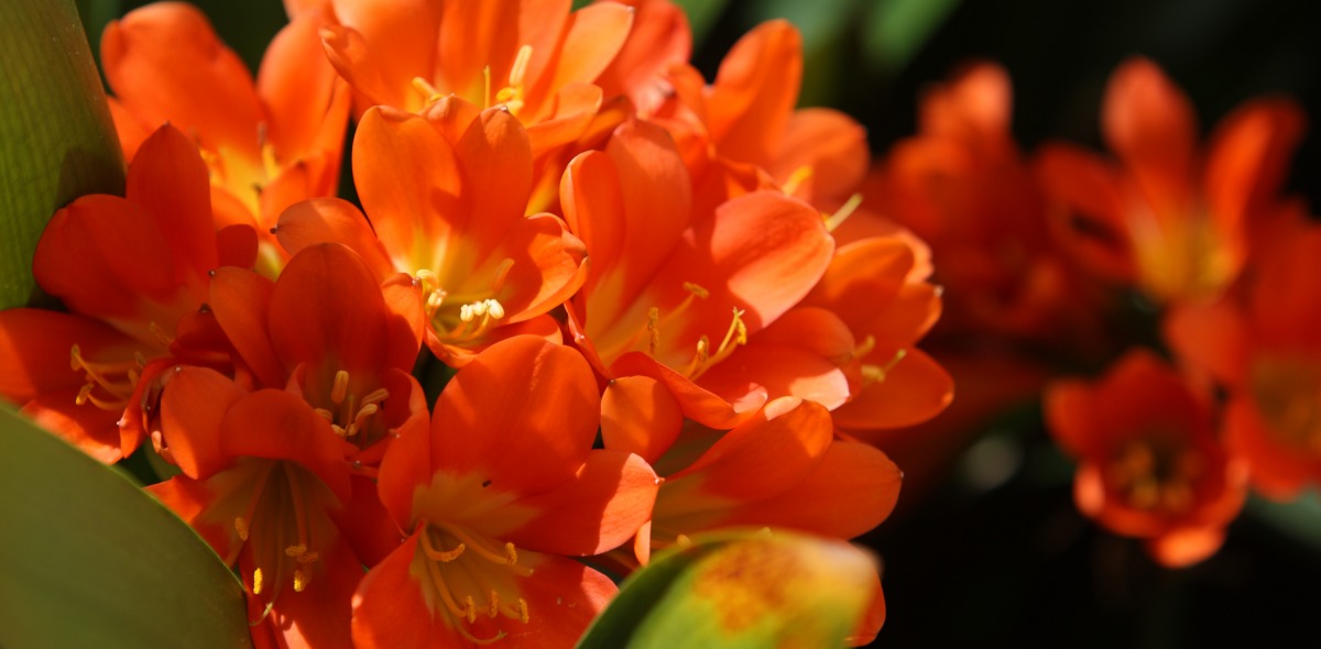Close up of orange flower