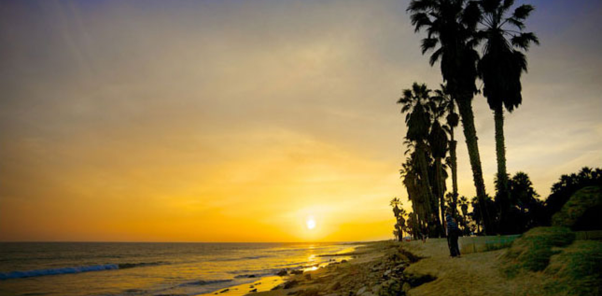 Palm trees at sunset