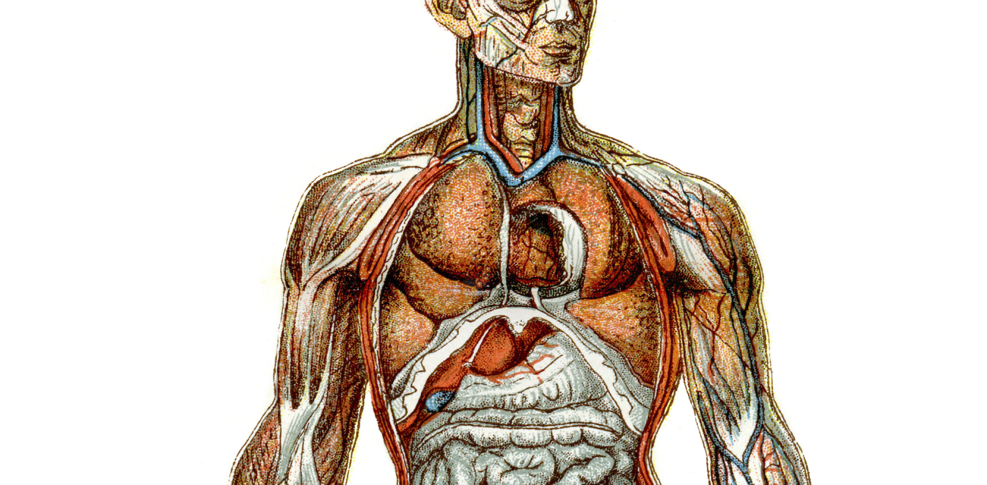 Image of the human body