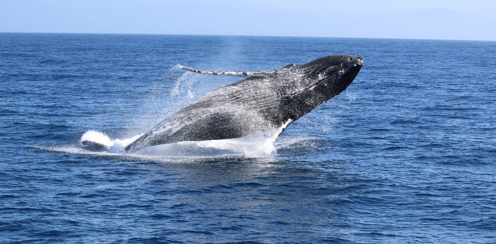 Stock image of whale watching