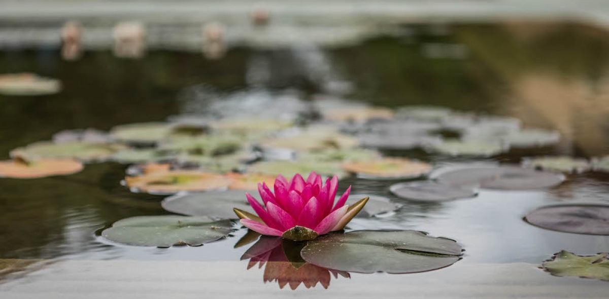 Soka University pink lotus in pond