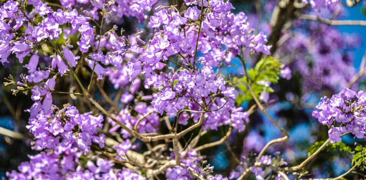 Soka University purple flowers