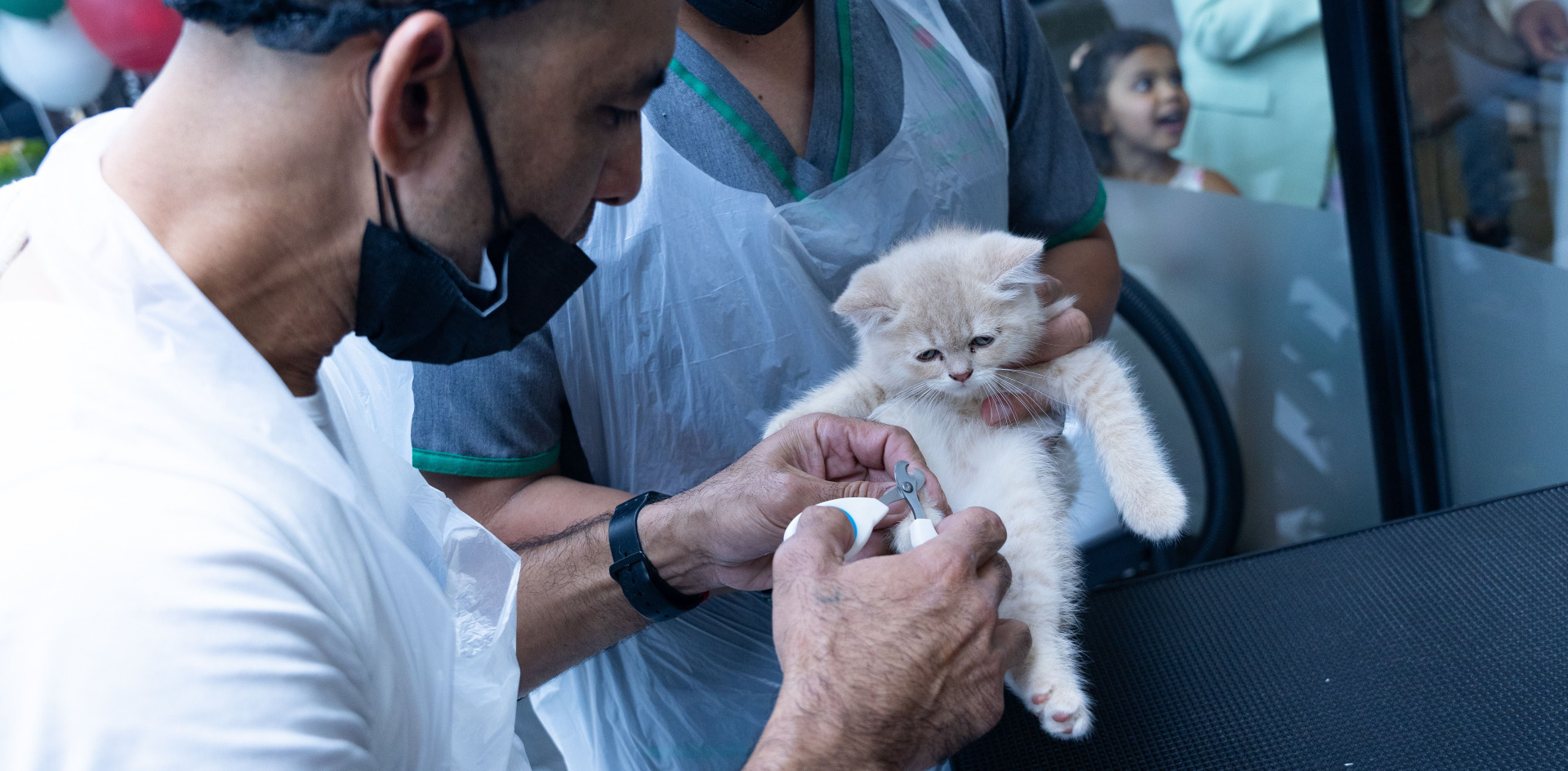 Veterinarians carefully examine a fluffy kitten in a clinic