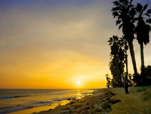 Palm trees at sunset