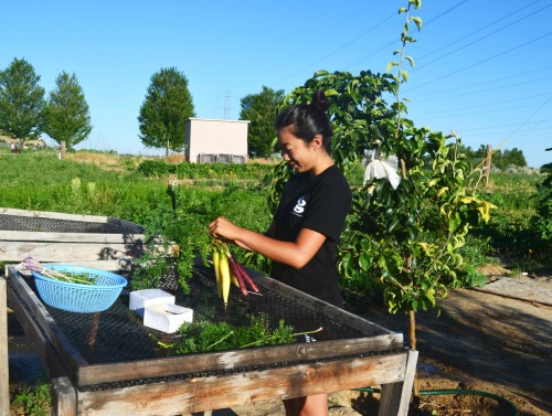 Image of a student working in a garden.