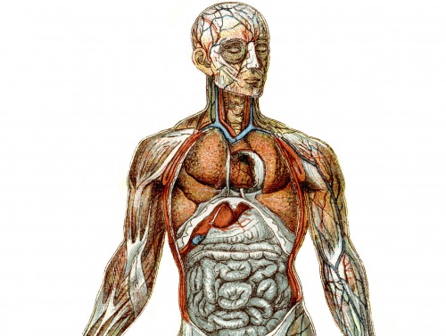 Image of the human body