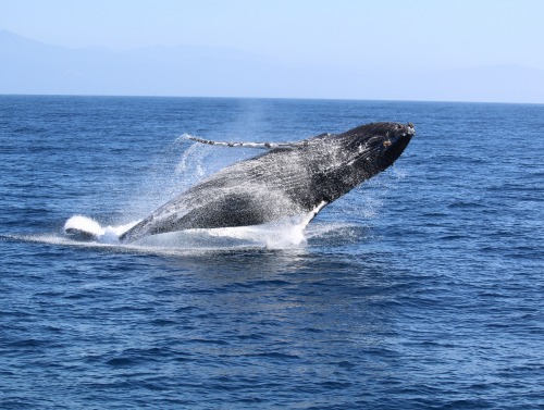 Stock image of whale watching