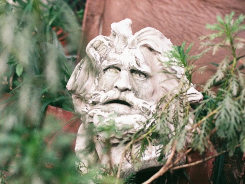 Image of statue head in plant