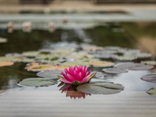 Soka University pink lotus in pond