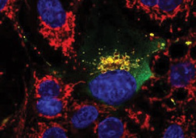 Microscopic image of cells.