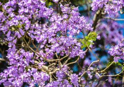 Soka University purple flowers