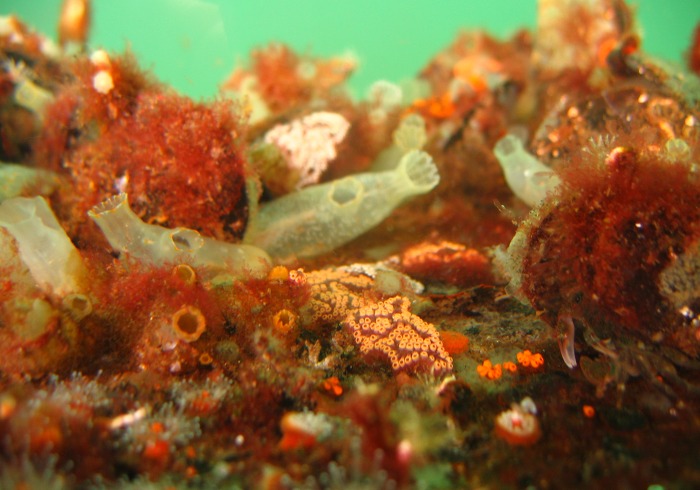 Ciona savignyi is a marine animal sometimes known as the Pacific transparent sea squirt 