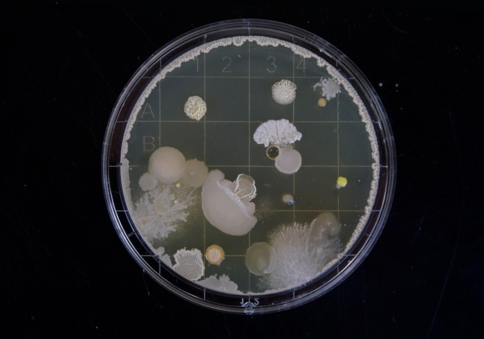 Image of bacteria