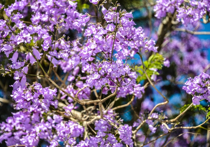 Soka University purple flowers
