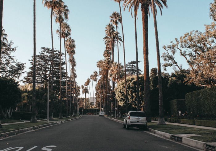 A street lined with towering palm trees