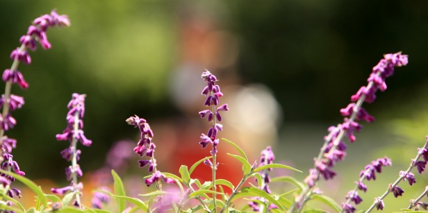 Close up of purple flowers