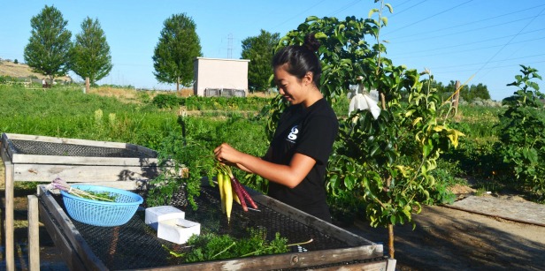 Image of a student working in a garden.