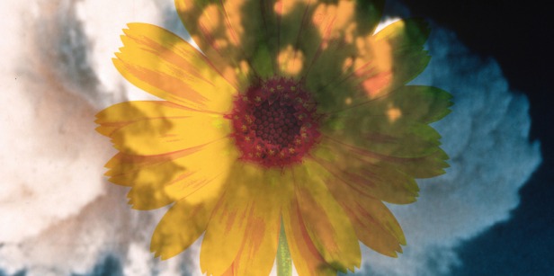 Yellow flower overlayed on blue background with nuclear smoke
