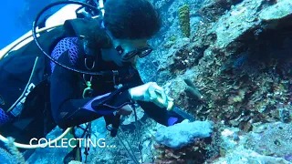 Screengrab of researcher scuba diving looking at Coral Reef
