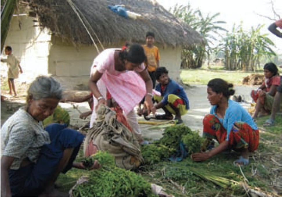 Fig 3: Local women from indigenous fishing community with Nuiro (wild vegetable) collected from CNP