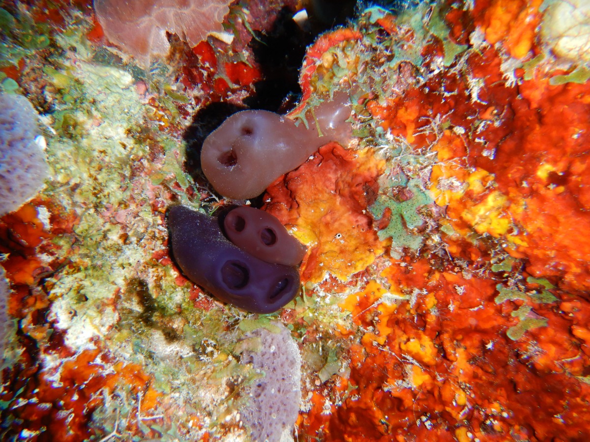 Ascidians on the Coral Reef in Belize
