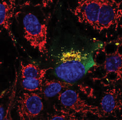 Microscopic image of cells.