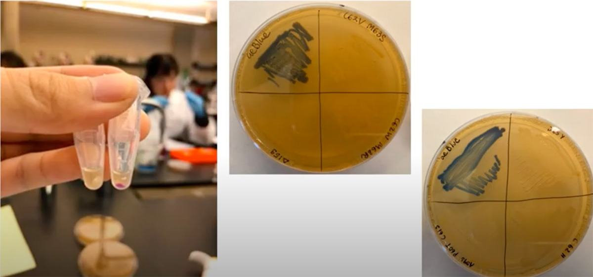 Close up of genetic lab work 