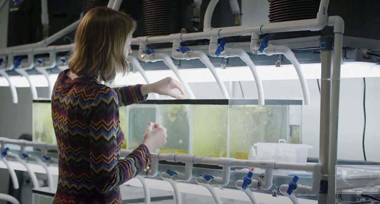 Person working with aquarium tanks in lab