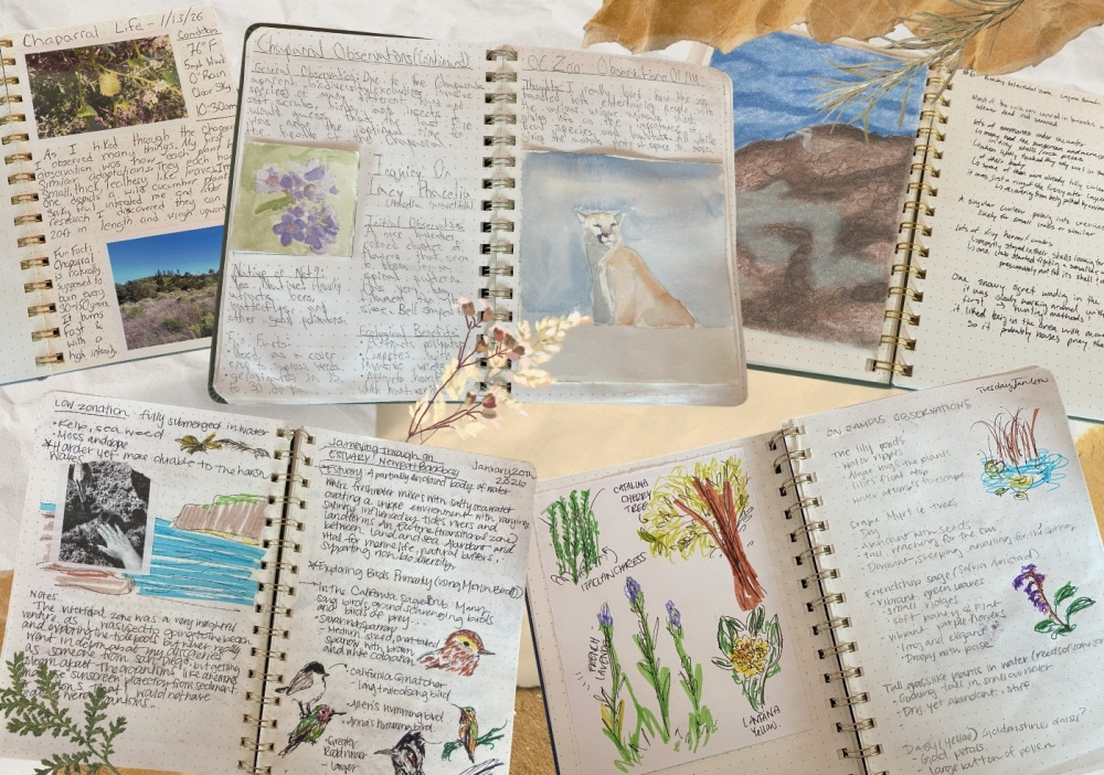 Students' natural history journals with watercolor paintings, handwritten notes, and various drawings.