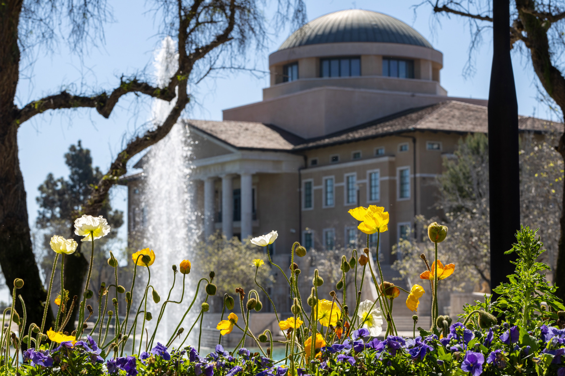 founders' hall behind the yellow flowers