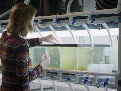 Person working with aquarium tanks in lab