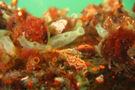 Ciona savignyi is a marine animal sometimes known as the Pacific transparent sea squirt 