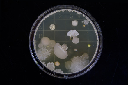 Image of bacteria