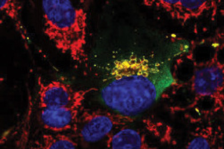 Microscopic image of cells.