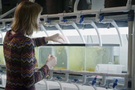 Person tending aquarium in bio lab 