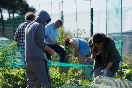 Multiple students are hard at work wearing gloves and inspecting their gardens which are growing green plants, covered by green protective fencing.