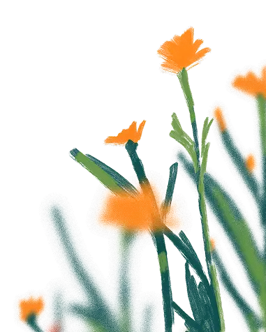 Flowers Orange